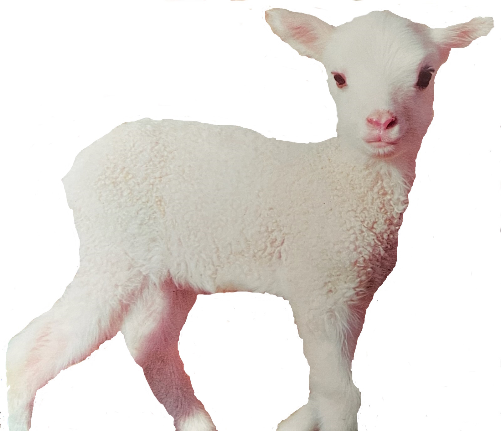 Barney the lamb.