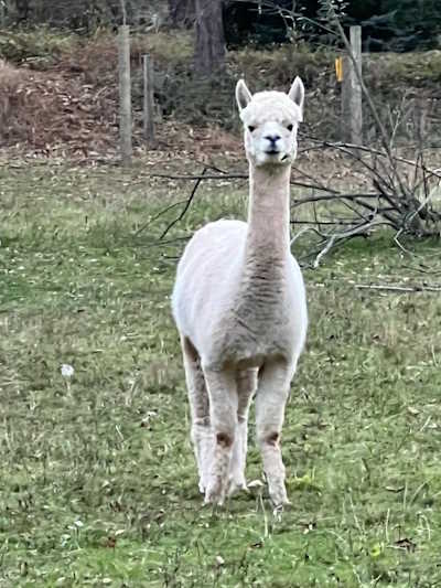Dexter the Alpaca.