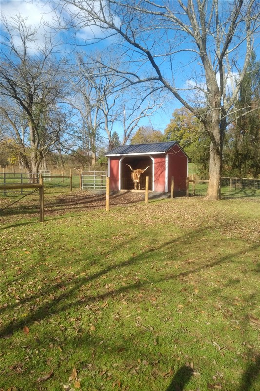 Rufina, our Texas Longhorn, peeking out from her barn.